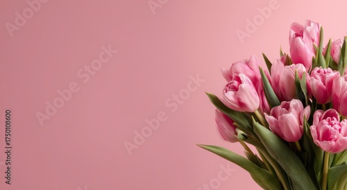 Beautiful Pink Tulips Arranged Gracefully on a Pale Pink Background for Sprin...