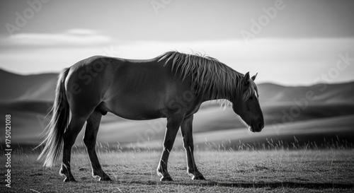 Backlit Wild Horse with Flowing Mane in Serene Monochrome Landscape