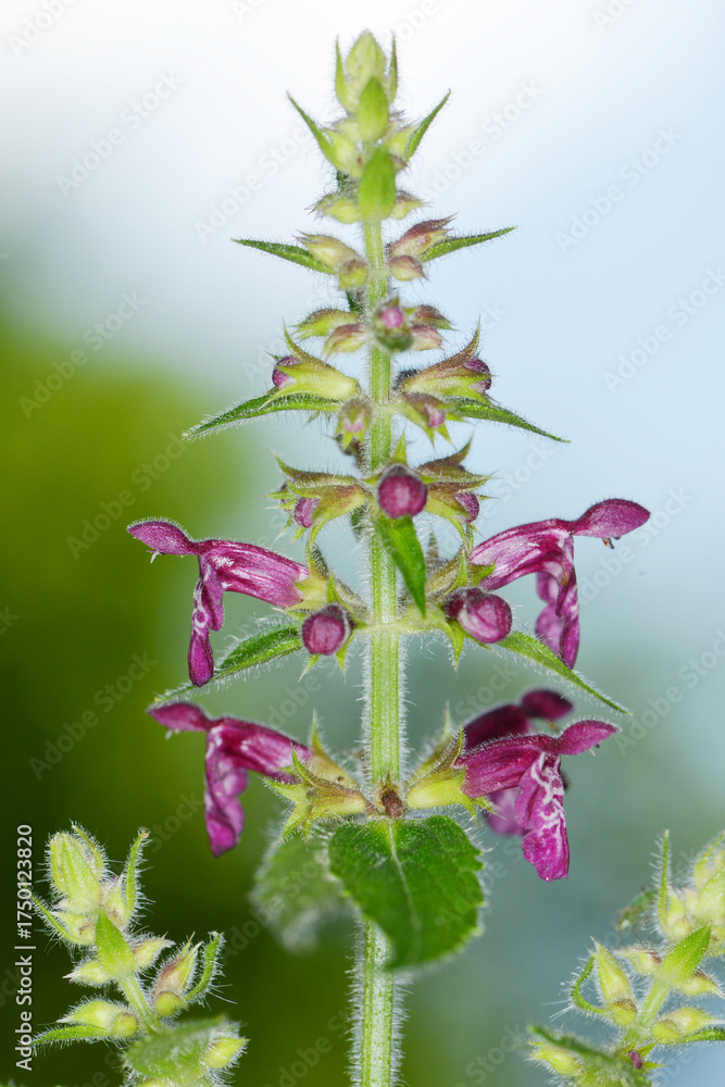 Obraz premium Wald-Ziest, Stachys sylvatica