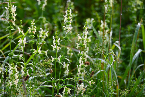 Aufrechte Ziest,  Stachys recta