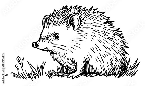 Adorable hedgehog in grass hand drawn sketch – cute woodland animal wildlife illustration