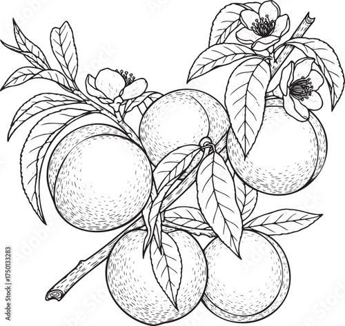 Hand-Drawn Peach Branch with Blossoms and Ripe Fruit