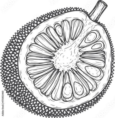 Tropical Delicacy: Hand-Drawn Black and White Sketch of Jackfruit Interior