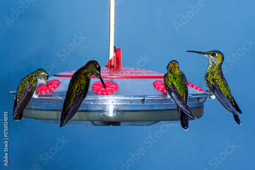 Anna's Hummingbird juveniles feeding at a nector bird feeder