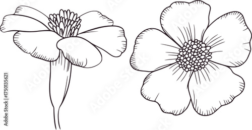 Two line art marigold flowers floral bloom