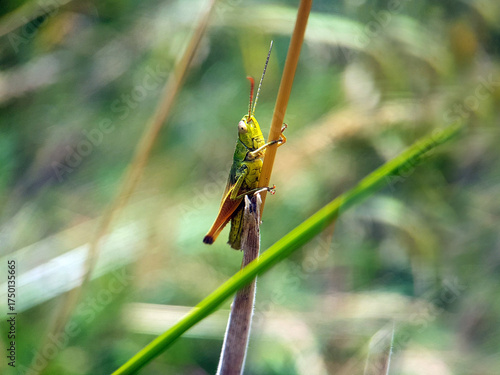 grasshopper on leaf autumn garden