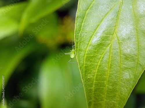 grasshopper on leaf autumn garden