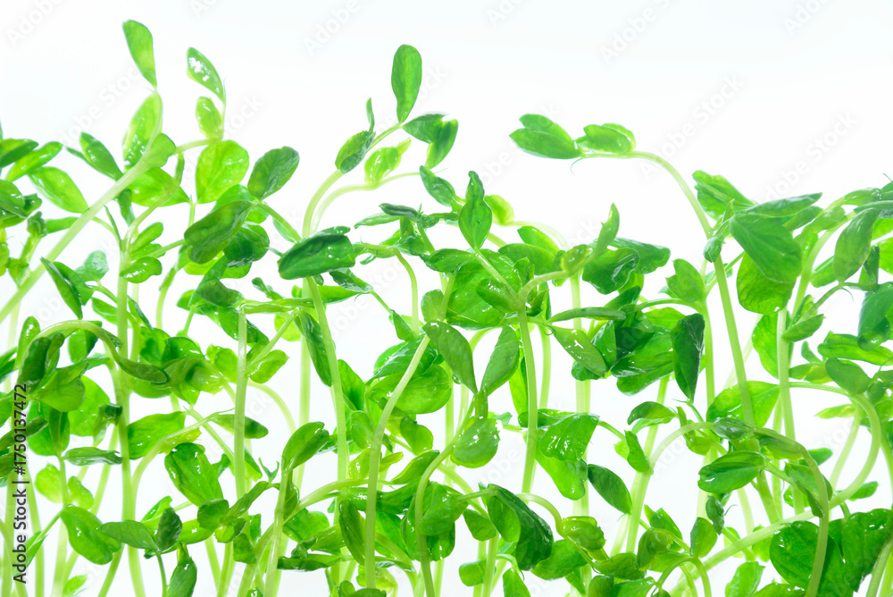 Obraz premium 豆苗