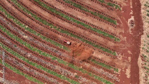 Tractor between rows of freshly pruned coffee trees
