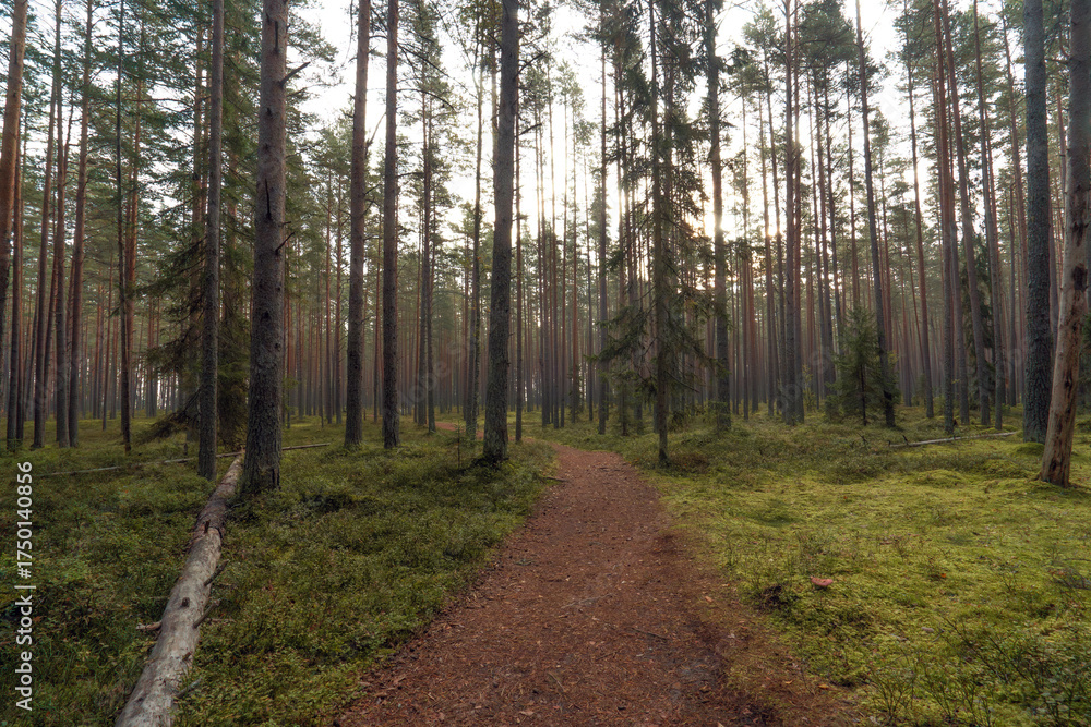 Fototapeta premium Forest path among pine trees.Walking in the woods.