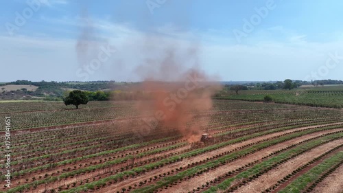 Tractor between rows of freshly pruned coffee trees