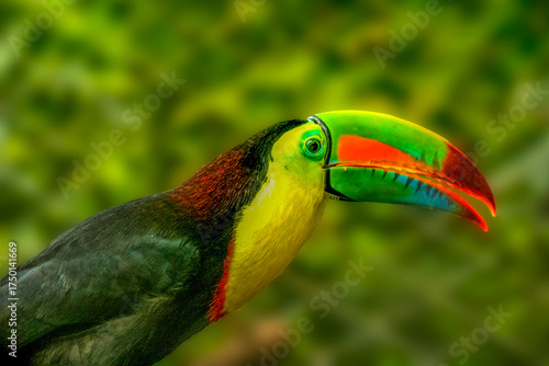 Keel-Billed Toucan 