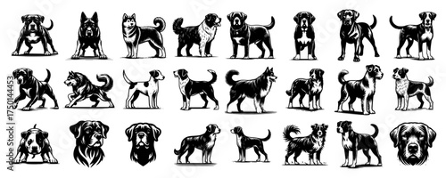 Dog breed engraving collection — 30 detailed canine poses and heads vintage vector set