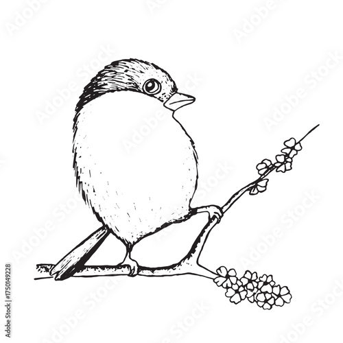 Coloring book happy birds for kids. Funny birds, flowers, leaves and berries. Flat vector illustration with cartoon bird silhouette. Cute characters. Minimalist poster design.