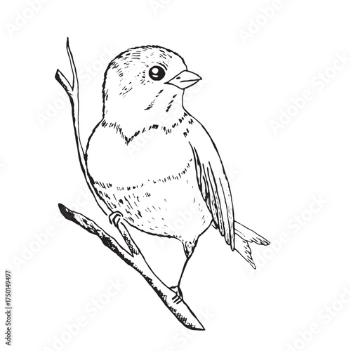 Coloring book happy birds for kids. Funny birds, flowers, leaves and berries. Flat vector illustration with cartoon bird silhouette. Cute characters. Minimalist poster design.