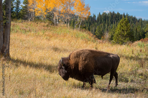 American bison bull aka buffalo walking through meadow with fall colors