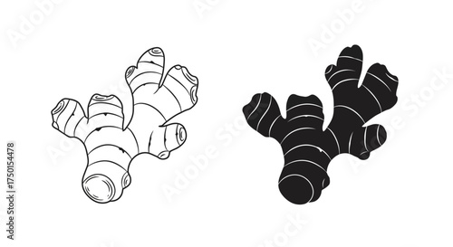 Detailed illustration of fresh ginger root in two contrasting styles