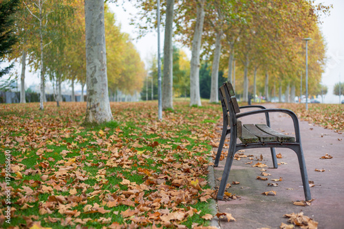 Autumn landscape bench at night on fallen leaves