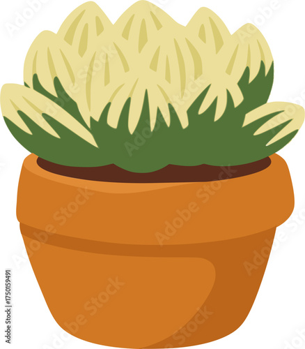 Haworthia with pale leaf tips in terracotta pot）