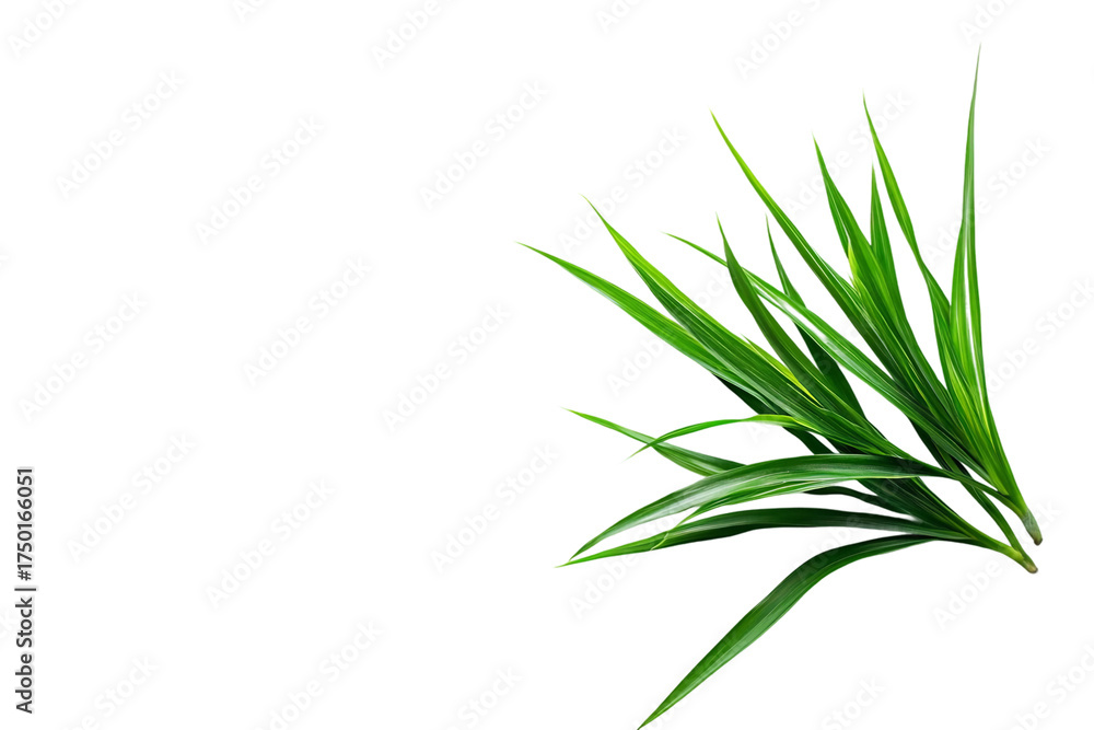 Fototapeta premium Hanging Spider Plant isolated on transparent background