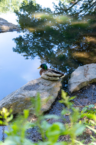 New york Central park ducks in pond