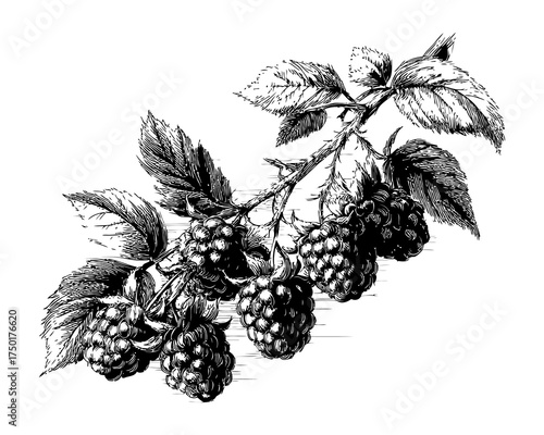 Detailed Black and White Illustration of Blackberry Branch with Leaves and Fruit