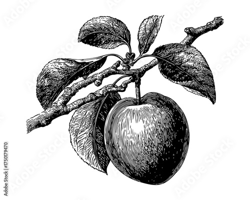 Vintage Black And White Illustration Of An Apricot On A Branch With Green Leaves