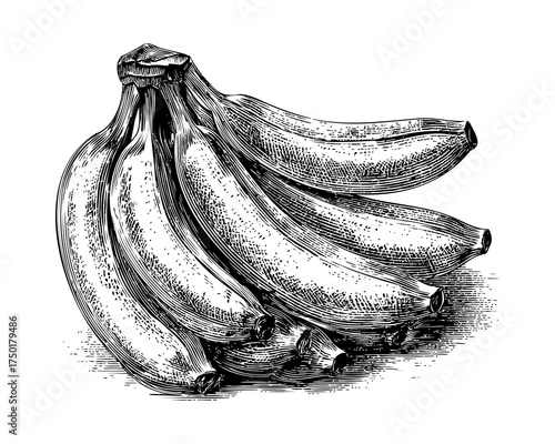 Vintage Illustration of a Bunch of Fresh Bananas in Black and White Sketch Style