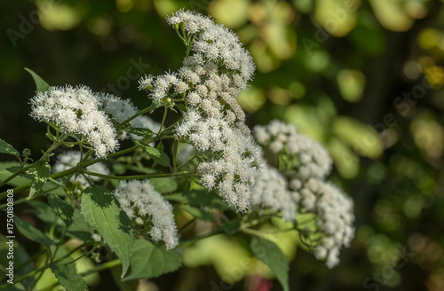 Runzelblättriger Wasserdost (Ageratina altissima)