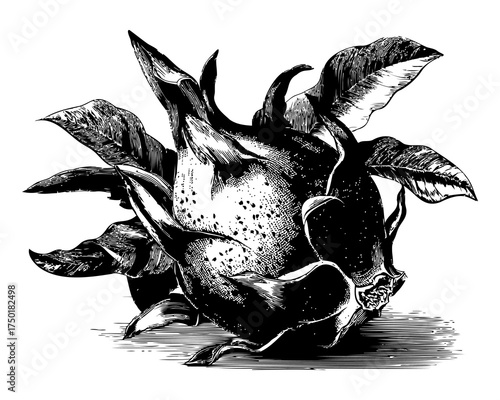 Botanical Illustration of a Dragonfruit with Leaves in Black and White Art Style