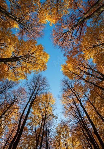 Vibrant, crystal-clear blue sky stretching endlessly above, characteristic of a crisp autumn day. Serene natural beauty and seasonal tranquility ,vast ,blue sky ,copy space
