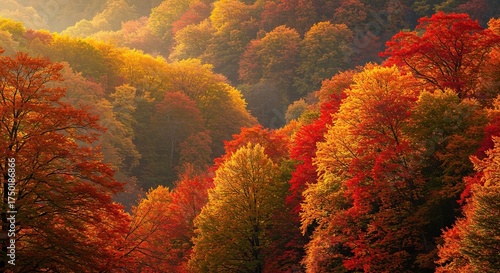 A breathtaking autumn forest scene with trees displaying vibrant red, orange, and golden foliage, creating a serene and colorful natural landscape ,woodland ,landscape ,beautiful