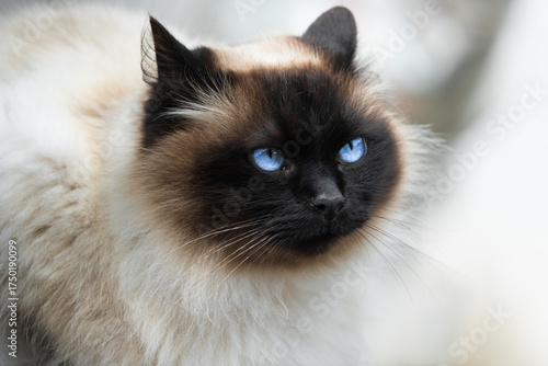 The look of a tender cat, Siamese Persian Himalayan