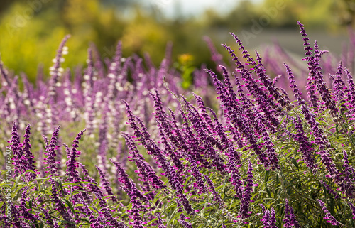 Purple Salvia leucantha flowers against Salvia leucantha 'Bicolor