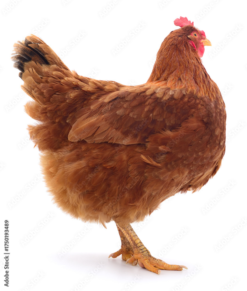 Fototapeta premium Brown hen isolated on white background