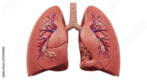detailed human lungs isolated on white background, depicting anatomy, respiratory system, and medical education in a realistic biological illustration style