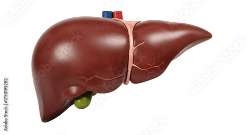 detailed human liver isolated on white background, depicting anatomy, digestive system, and medical education in a realistic biological illustration style