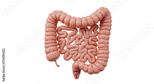 human digestive system showing intestines and gut isolated on white background, depicting anatomy, biology, and medical education in realistic artistic style