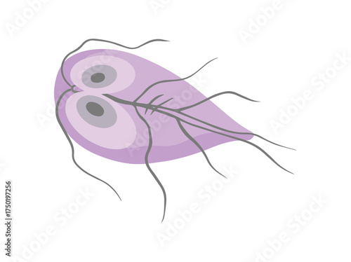 Protozoa Parasite Giardia Lamblia Illustration
