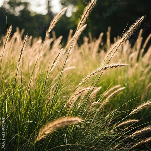 Delicate ornamental grasses sway gently in a sunlit garden, creating a peaceful and textured natural background ,tall ,botanical ,nature