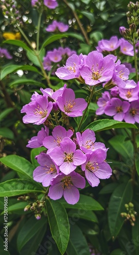 A stunning cluster of vibrant purple blossoms showcasing their delicate petals and lush green foliage in a sun-drenched garden ,floral ,green ,peaceful