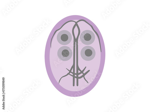 Giardia Lamblia Worm Parasite Illustration
