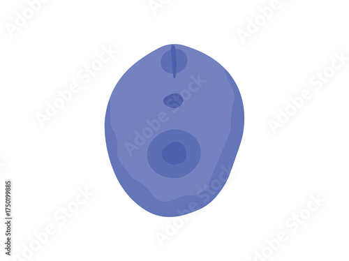 Leishmania Donovani Parasite Clip Art