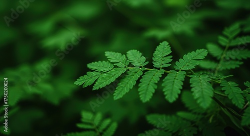 Lush, vibrant green foliage thrives under soft sunlight, showcasing the serene beauty of untouched nature with organic textures and fresh leaves ,serene ,beauty ,plant