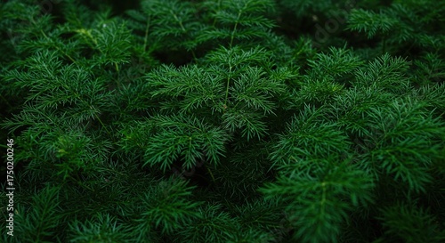 Lush, vibrant green foliage fills the frame, showcasing the beauty of nature's growth and natural tranquility. Beautiful ,springtime ,park ,vivid