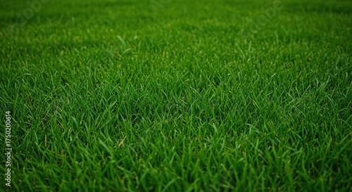 Lush, verdant expanse of fresh, green grass, perfect for grazing small animals. Soft, natural texture inviting wildlife to rest and feed ,garden ,lawn ,pristine