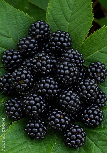 Capturing the exquisite beauty of freshly picked, dark, juicy blackberries nestled among green leaves, perfect for healthy summer treats ,ingredient ,gourmet ,vegetarian