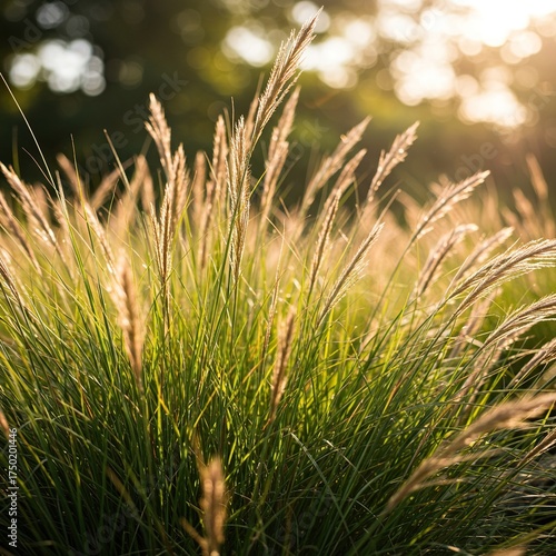 Delicate ornamental grasses sway gently in a sunlit garden, creating a peaceful and textured natural background ,nature ,natural ,tranquil scene