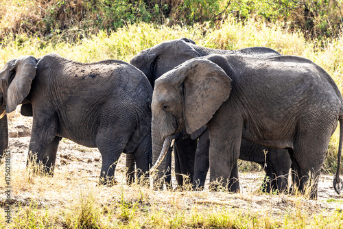 Photography elephants in the savannah