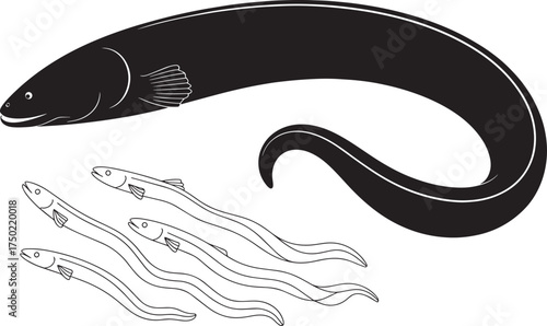 Elegant Eel Vector Graphics Featuring a Large Serpent and Smaller Outlines on Transparent Background